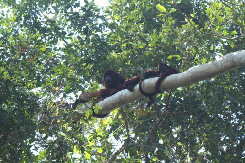 Ecolucerna Lodge Tambopata 马尔多纳多港 外观 照片