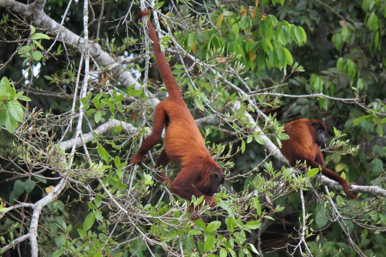 Ecolucerna Lodge Tambopata 马尔多纳多港 外观 照片